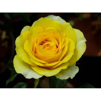 Yellow Rose